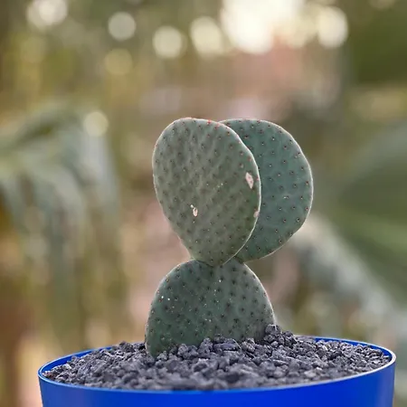 Casita Fuertencanto * Corralejo